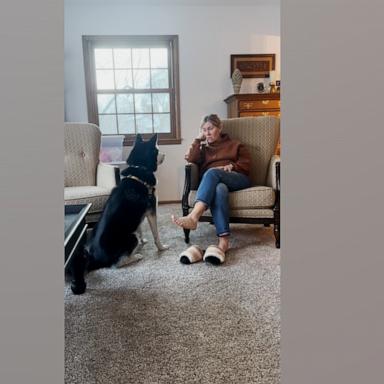 VIDEO: Husky doesn't understand why grandma doesn't have his favorite jerky 