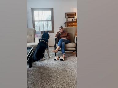 WATCH:  Husky doesn't understand why grandma doesn't have his favorite jerky