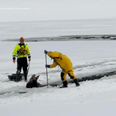 VIDEO: New York Rangers rescue Moose in the ice 