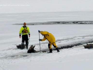 WATCH:  New York Rangers rescue Moose in the ice