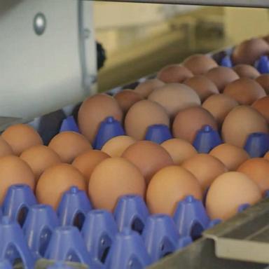 VIDEO: The cost of eggs is breaking records but may level out soon