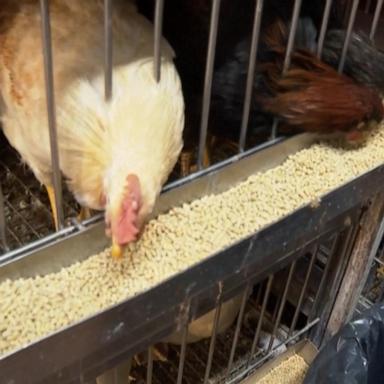 VIDEO: Bird flu continues to devastate poultry farms in the US