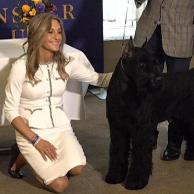 VIDEO: Monty the giant schnauzer wins big at Westminster dog show