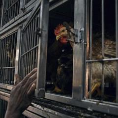 Bird flu cases expand across the U.S.  