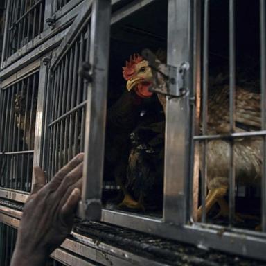 VIDEO: Bird flu cases expand across the U.S. 