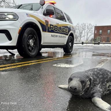 VIDEO: Lost baby seal was found wandering the streets of Connecticut city 