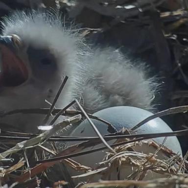 VIDEO: Bald eagle nest cam captures live hatch in California