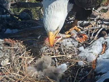 WATCH:  Baby animals make their debuts across America