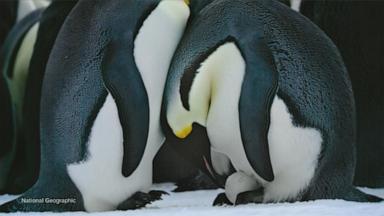 VIDEO: Uncovering the 'Secrets of the Penguins' in new National Geographic series