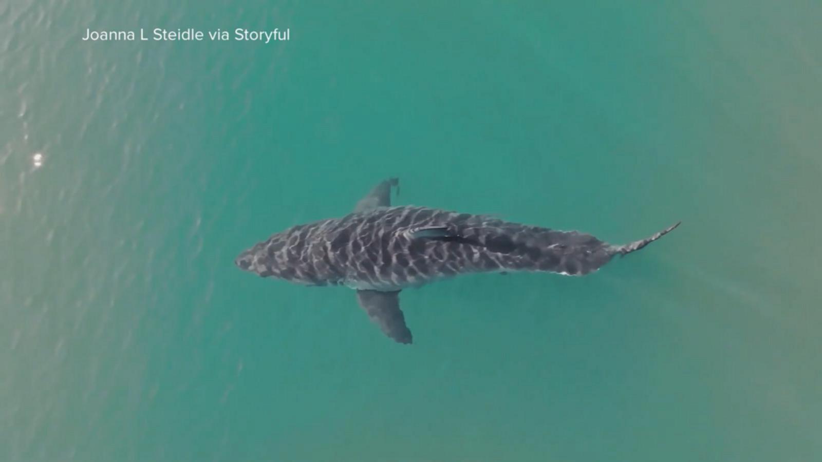 WATCH:  New drone video shows a great white shark spotted off Montauk, NY