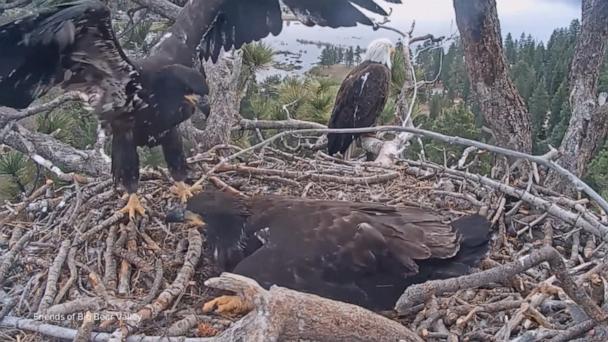 Famed Big Bear eaglets prepare to leave their nest