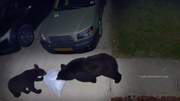 Man hospitalized after bear attack while protecting dog in Gulf Breeze, Florida