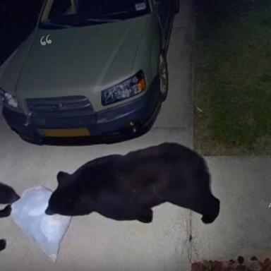 VIDEO: Man hospitalized after bear attack while protecting dog in Gulf Breeze, Florida