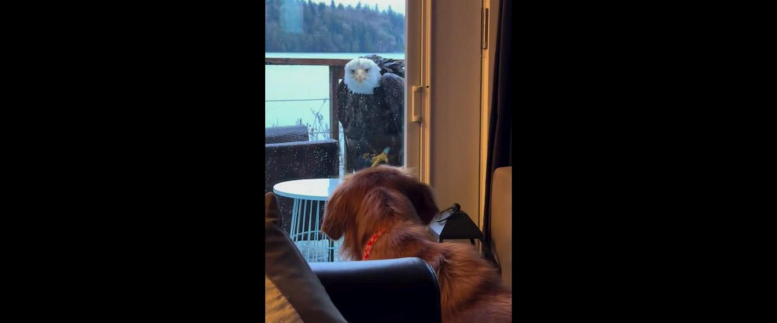 VIDEO: Bald eagle and dog form unlikely bond in backyard of Washington home