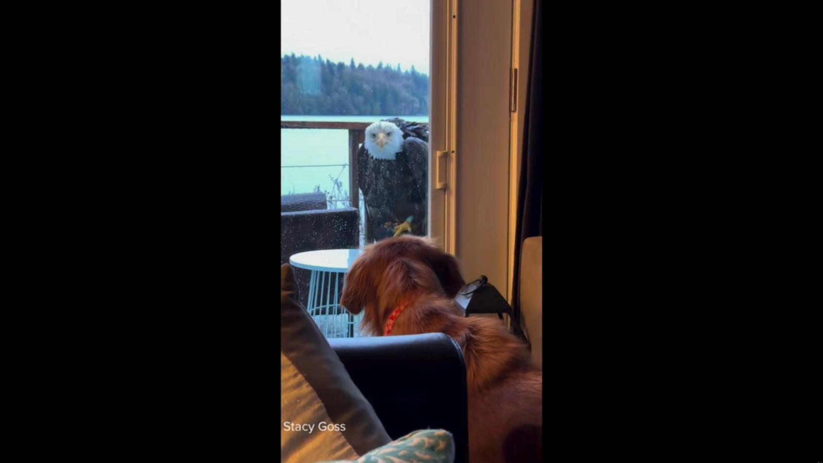 VIDEO: Bald eagle and dog form unlikely bond in backyard of Washington home