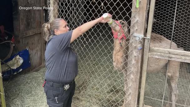 Authorities seize more than 300 animals from Oregon safari park