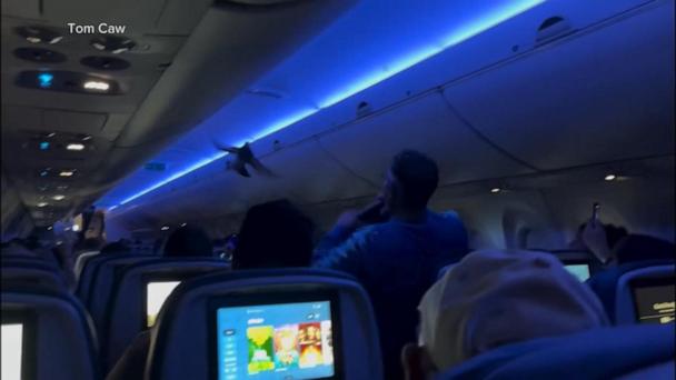 Two pigeons make their way inside plane before takeoff
