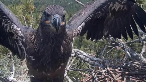 Sunny, one of the closely-watched baby bald eagles, leaves nest for first time