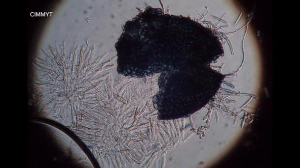 Chinese nationals charged with smuggling dangerous fungus pathogen into US, DOJ says