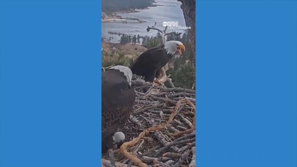 Bald eagle in Big Bear, California, returns to nest and reunites with sister