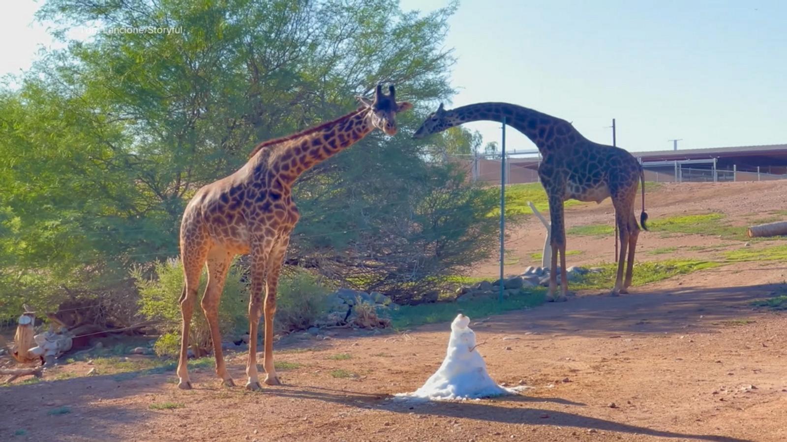 WATCH:  How American zoos are helping animals beat the scorching heat