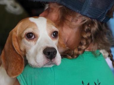 The Logistics of Compassion Operationalizing Large Scale Animal Extraction and Rehabilitation