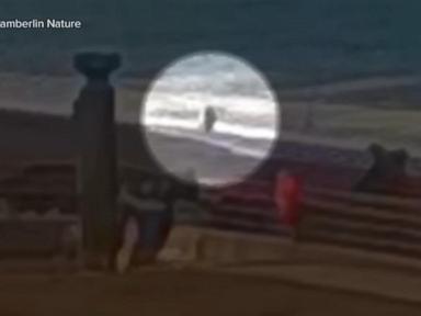 WATCH:  Dangerous sneaker waves in Northern California