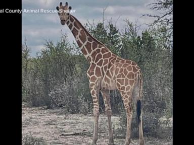 WATCH:  Missing giraffe in Texas finally found after two-week search