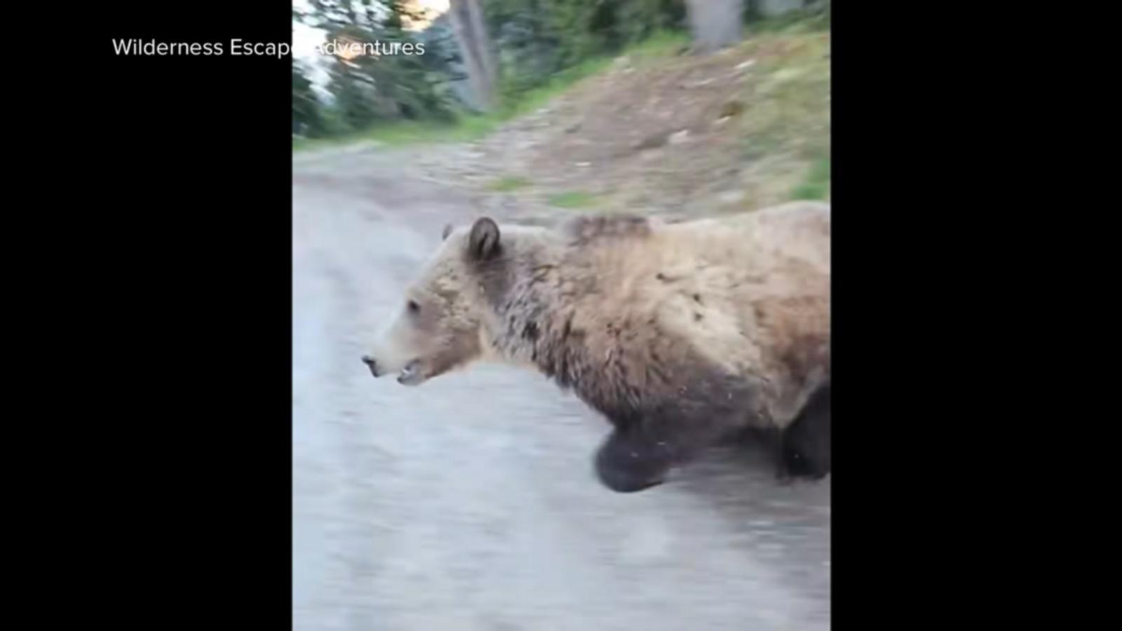 WATCH:  Grizzly bear in Canada threatens woman and dog, video shows