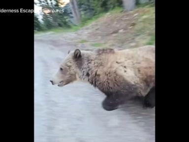 WATCH:  Grizzly bear in Canada threatens woman and dog, video shows