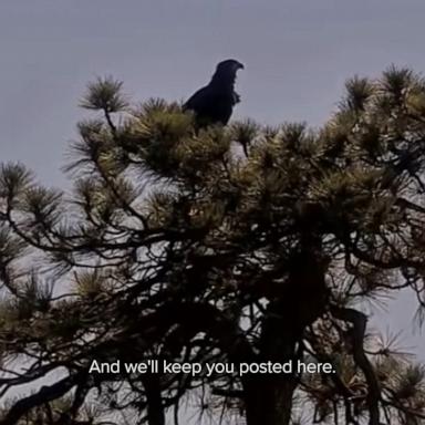 WATCH:  Big Bear Valley bald eaglet accidentally falls out of nest