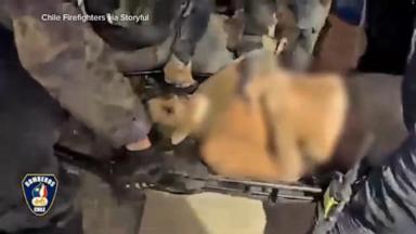 VIDEO: Man under destroyed mall in Venezuela rescued 8 days after earthquakes