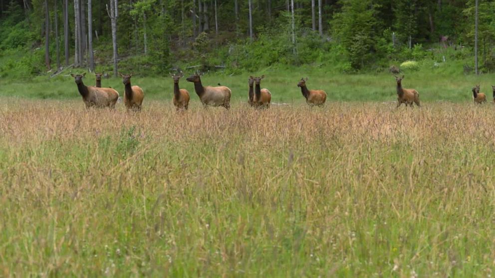 VIDEO: David Muir showcases 7 natural wonders of America