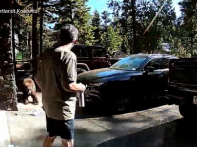 WATCH:  California man fights off charging bear near Lake Tahoe
