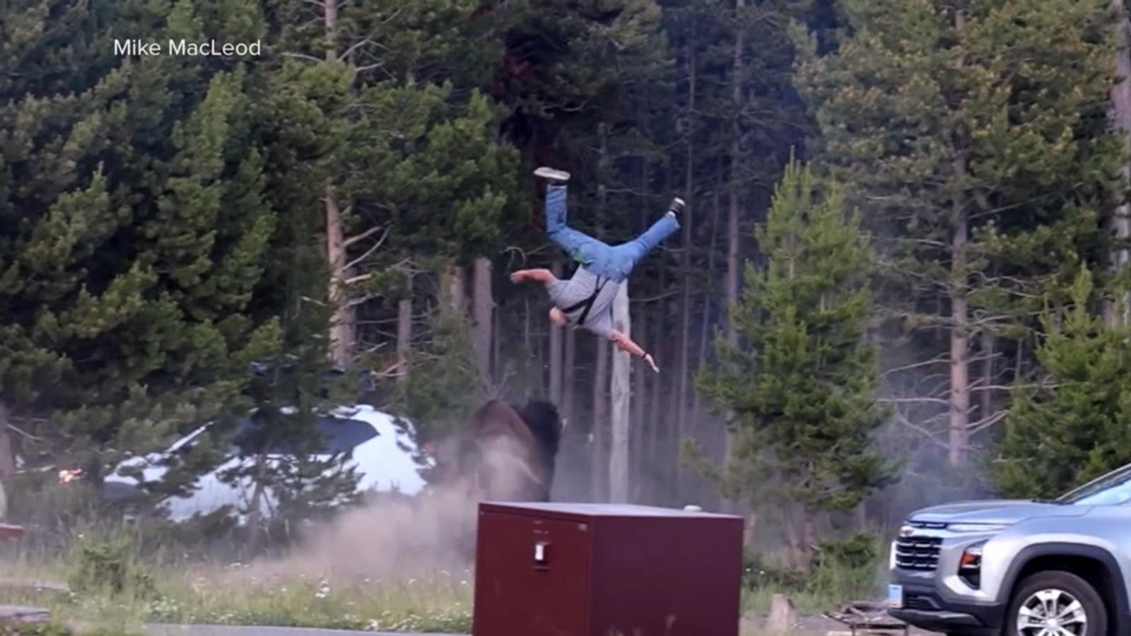 WATCH:  Bison attacks tourist at Yellowstone Park
