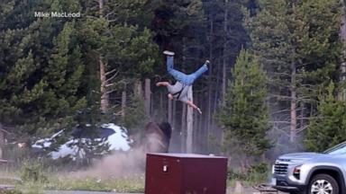 VIDEO: Bison attacks tourist at Yellowstone Park