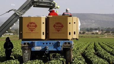 VIDEO: Lettuce recall expands to 27 states as over 7,000 sickened in at least 34 states