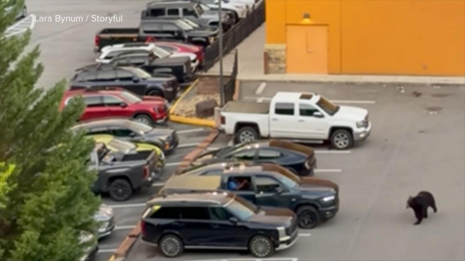 WATCH:  Bear in Tennessee parking lot sends shoppers fleeing to their cars