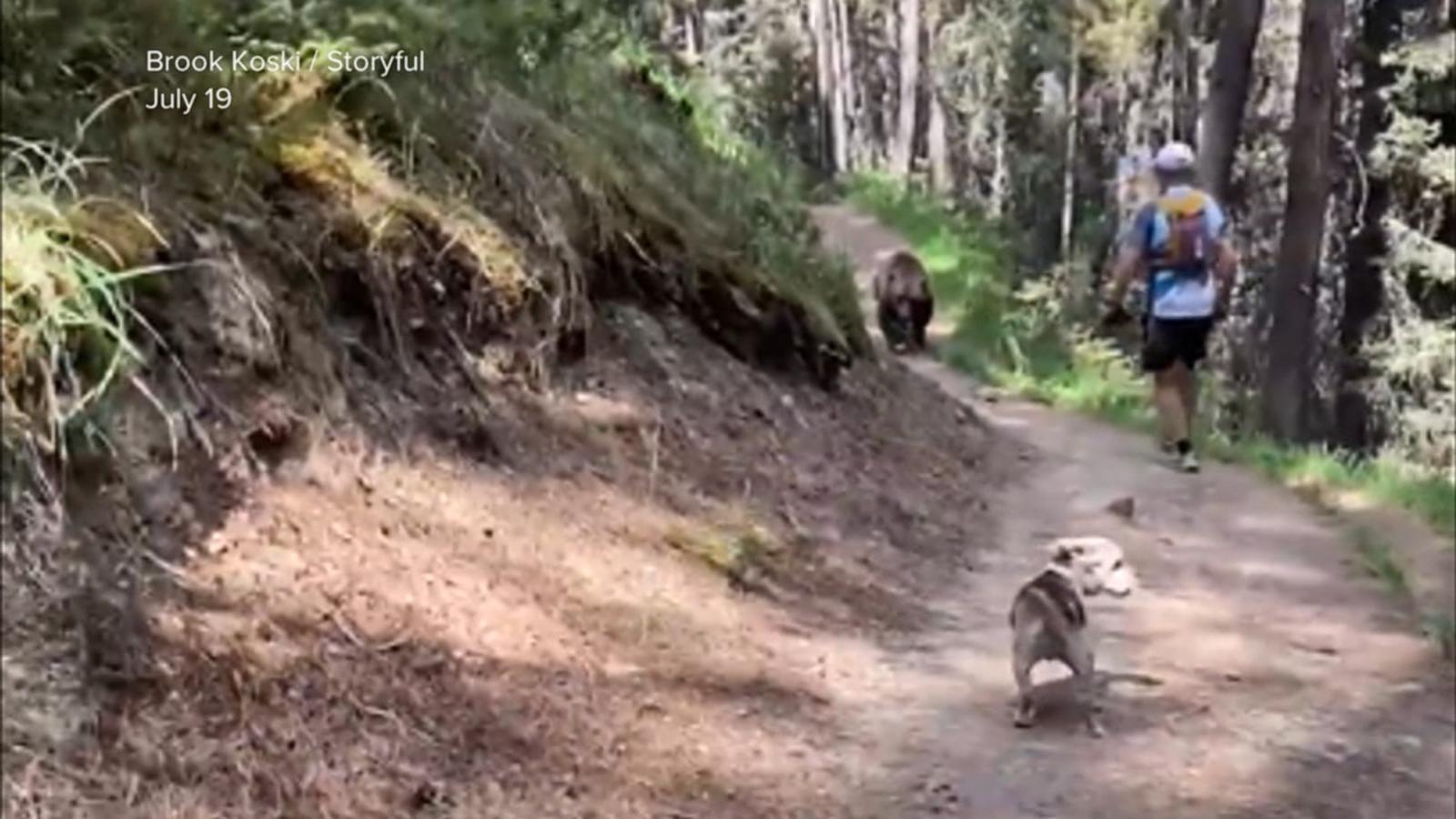 WATCH:  Video captures harrowing encounter with massive bear in Canada