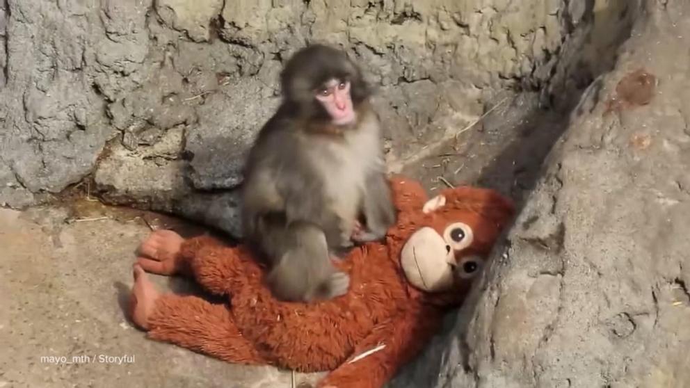VIDEO: Punch the Monkey celebrates 1st birthday