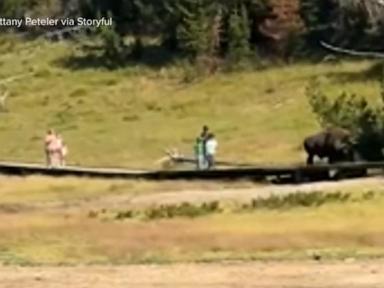 WATCH:  Bison encounter at Yellowstone National Park
