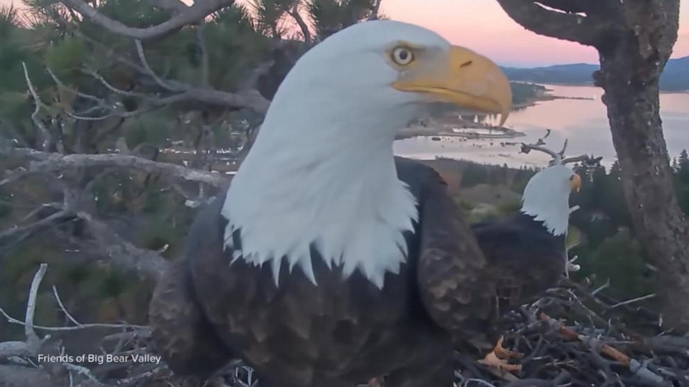 VIDEO: David Muir shares hopeful news on Jackie the bald eagle's tenuous recovery after being rescued from the water