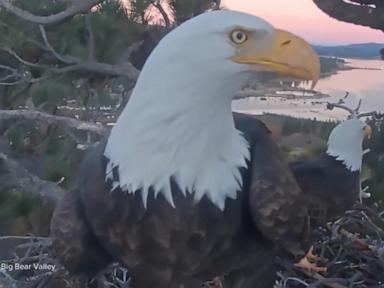 WATCH:  David Muir remembers Big Bear's bald eagle Jackie