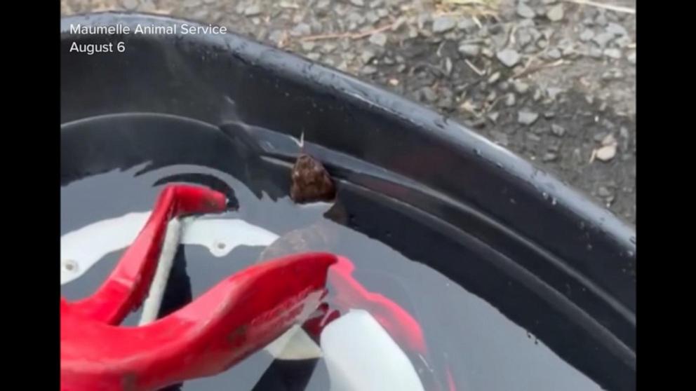 VIDEO: Arkansas high school football player discovers snake in helmet
