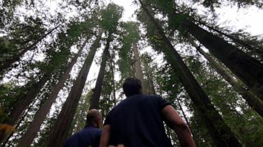VIDEO: This American Wonder: David Muir on saving redwoods, returning land to native tribe