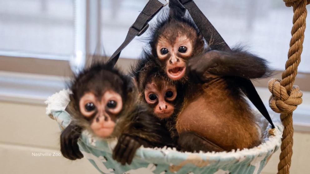 VIDEO: Rescued baby spider monkeys find a new home at the Nashville Zoo