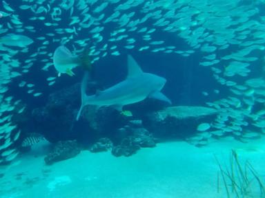 WATCH:  Man bitten in leg by shark while swimming off Key West, Florida