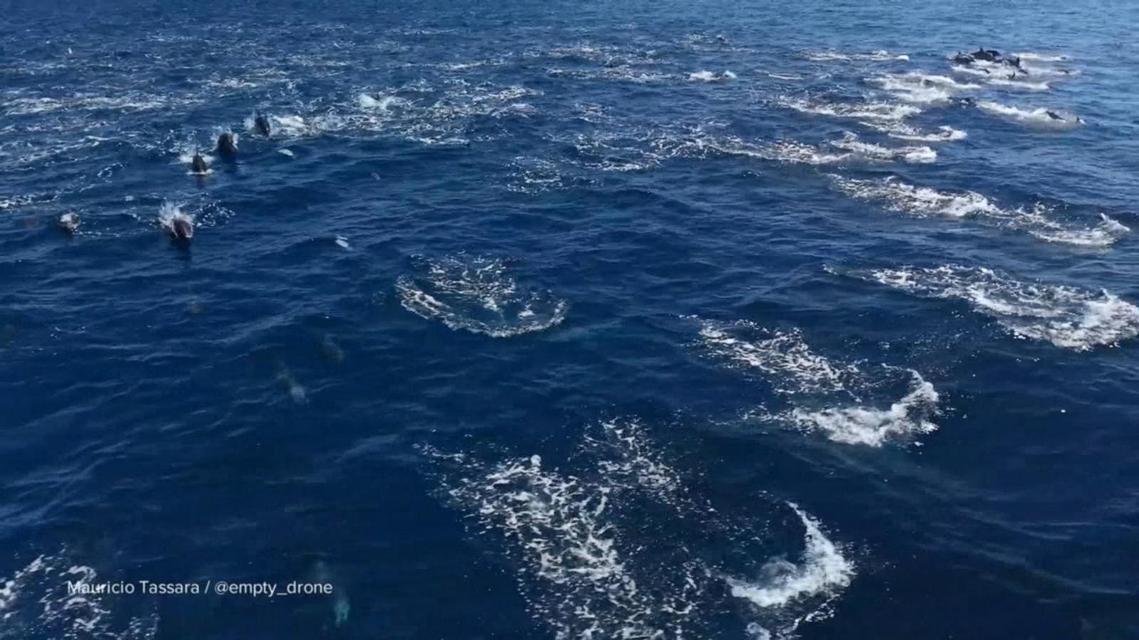 WATCH:  David Muir shares stunning dolphin 'stampede' off California coast