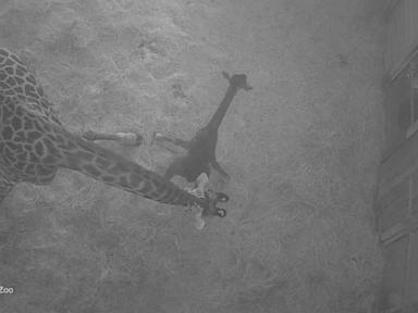 WATCH: David Muir shares baby giraffe's first steps into the world with help of mother