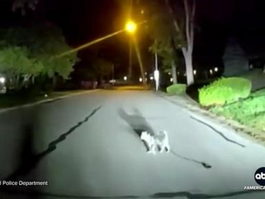 WATCH: David Muir shares the loyal dog's mission to bring officer to injured homeowner
